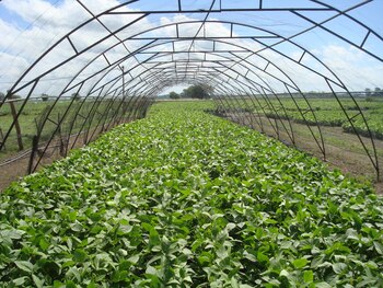 El promedio de semillas por vaina en las variedades comerciales de soja es de tres porotos. La Tango-4S se logró sin disminuir el número de vainas por planta ni el peso unitario por grano