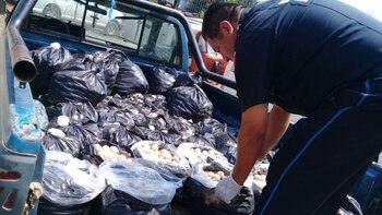 El cargamento ilegal de huevos