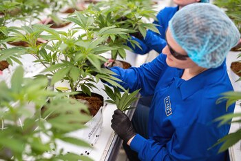 La industria del cannabis está