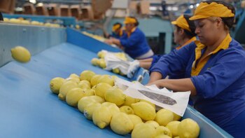 Limones de exportación