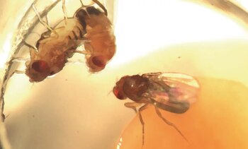 Imagen de la investigación de