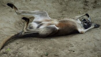 Un canguro australiano en el