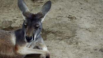 Los visitantes asesinaron al animal