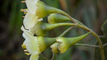 El árbol de paz naciente