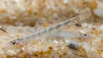 Pez bagre hallado en Vichada