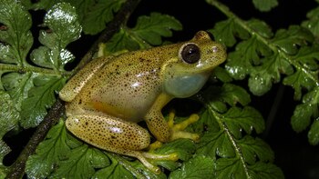 Hyloscirtus japreria, una nueva rana