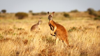 Un canguro rojo de pie