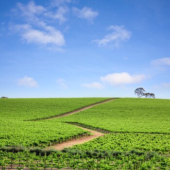 Viñedos en el Valle de