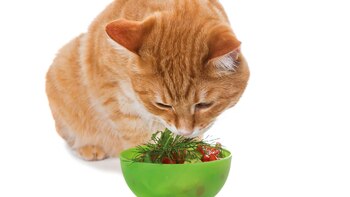 Como son cazadores solitarios, los