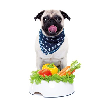 Los perros son omnívoros: su