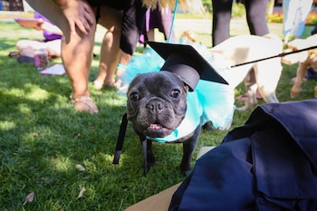 De los 229 animales registrados