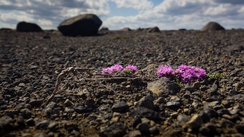 Entre piedras y rocas, las