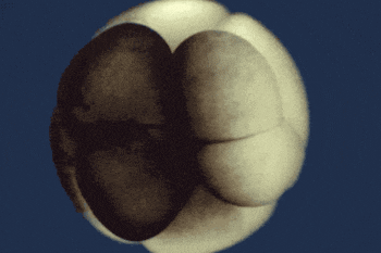 El estudio también analizó células