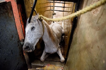 Electrocución de caballos. Arriaga (Chiapas)