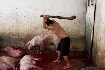 Un operario golpea a varios cerdos con un garrote para dejarlos inmóviles y facilitar la tarea de degüello. Arriaga (Chiapas), 2017