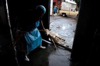 Esta cabra fue arrastrada con una soga al cuello hasta una lonja donde se la degolló sin aturdimiento previo. Huamantla, 2016