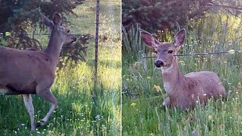 La Policía del Estado de