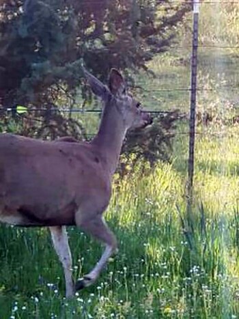 Hay una recompensa de 2