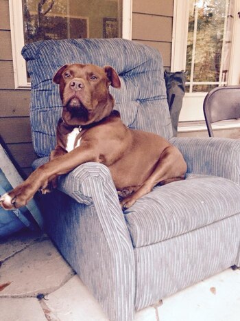 “Big Dog”, como parte del nombre de la carrera, se llama el perro de Lake