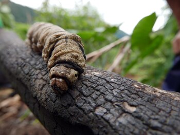 (Jack Lo Lau / Mongabay Latam)