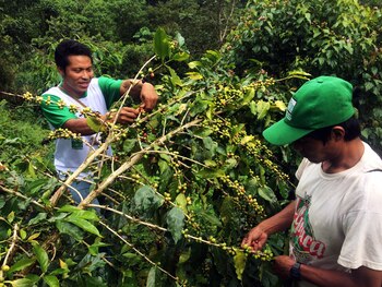 La expansión de campos de hoja de coca es una preocupación para las comunidades nativas de Cusco que ven cómo las especies de animales y vegetales desaparecen (Jack Lo Lau / Mongabay Latam)