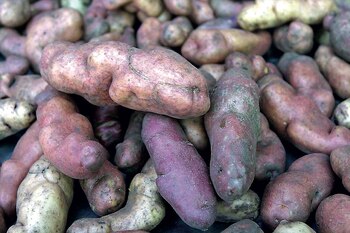 Tienen más de 3000 variedades