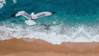 La existencia del Ichthyornis se