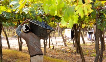 La caída en la producción