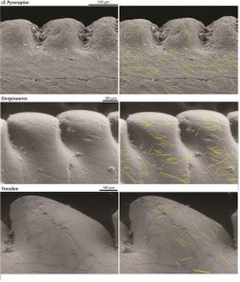 Los patrones de “microwear” marcados