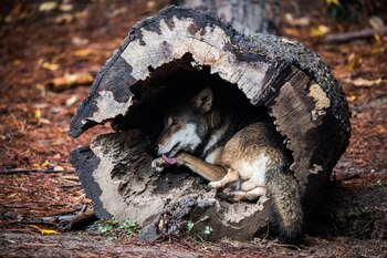 (The Washington Post / Salwan