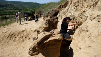 Estos huesos fueron descubiertos por