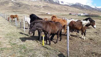 Imagen PX5VR5NCIVAWVK45275WV3CF3U