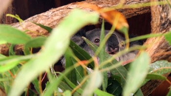 Un koala australiano en su