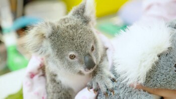 La investigación analizó el genoma del koala