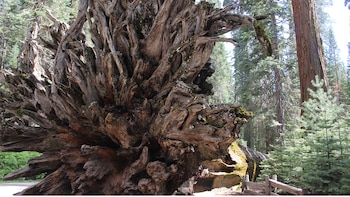 En California se encuentra una