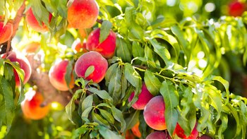 Más problemas para la producción