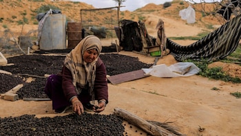 La recolección de aceitunas. La