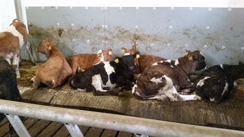 Los terneros reciben leche calentada