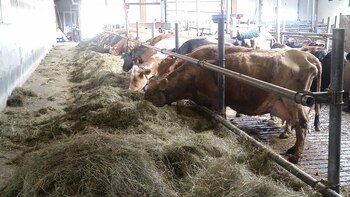 Las vacas pasan 7 meses