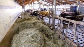 La ganadería produce más gases