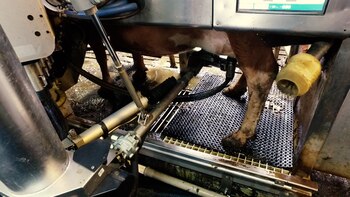 El estudio también alienta a