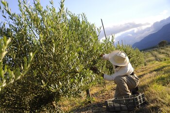 Los productores que abandonan la