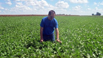 ¿El precio de la soja