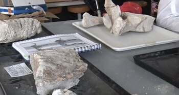 Los primeros descubrimientos se hicieron