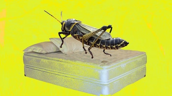 Ilustración de @sinmuchasfotos