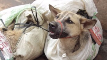 El porcentaje de gente que