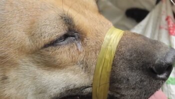 Los perros son víctimas de