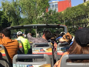 En este bus los perros