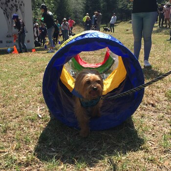 Los canes realizan distintas actividades