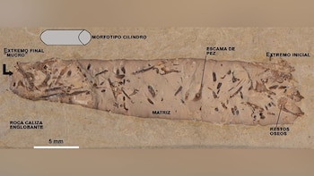 Las heces fosilizadas, denominadas coprolitos,